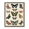 Stupell Industries Vintage Butterfly Breeds Floater Framed Canvas Wall Art Design by Susan Arnot
